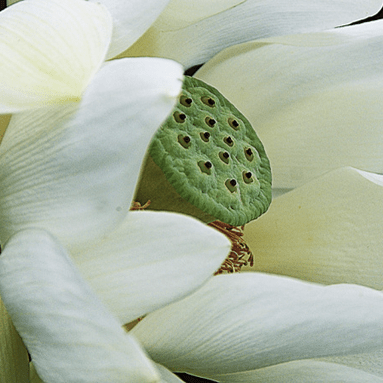 Green & White Plain Leaf Blend