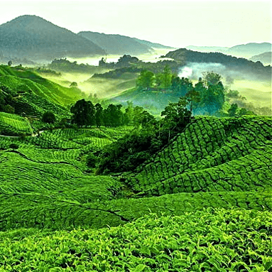 BULK Premium Commercial Bali